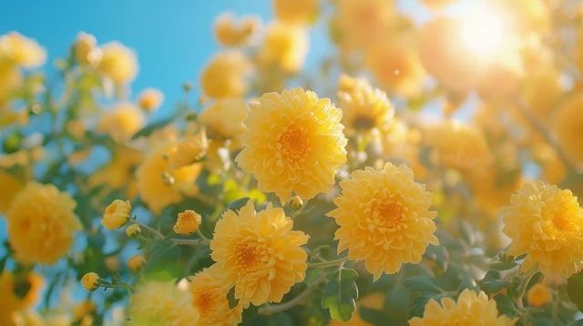 四季養(yǎng)花常識(四季常識)
