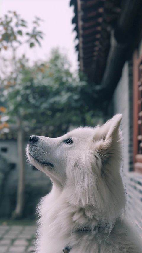 周黑鴨：崛起與挑戰(zhàn)的傳奇歷程