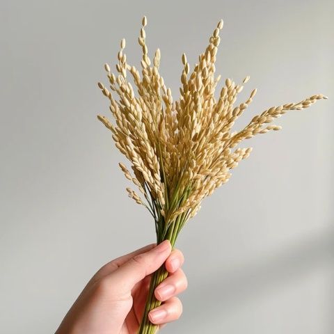 日本大米短缺緣由離譜,竟將責(zé)任推給中國(guó)?實(shí)情并非如此