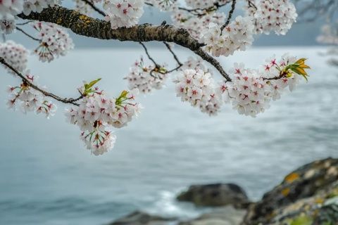 花開時節,春天來臨的象征