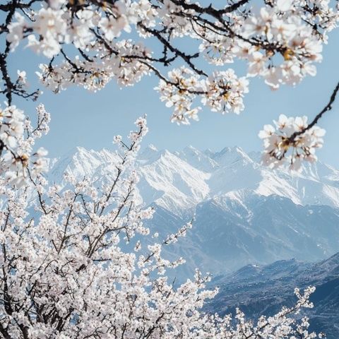 蘭州桃花旅游節活動知多少？