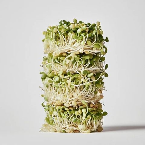 如何在家用豆芽機輕松制作豆芽?
