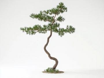 松樹盆景修剪技巧與教程視頻