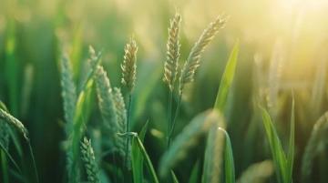 沈陽(yáng)最好吃的燒麥!
