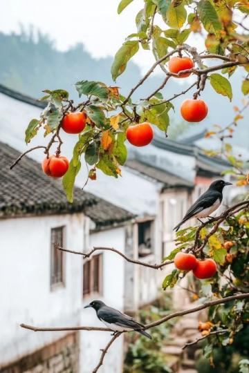 商洛柿餅饃:秦嶺深處的傳統美味與文化智慧