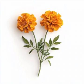 你愛吃什么花菜?緊花還是散花?