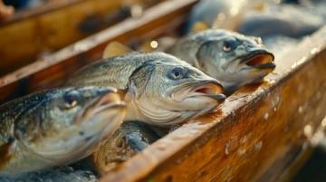 春日垂釣：捕捉饑腸轆轆的復蘇魚類